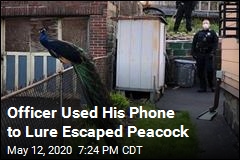 Officer &#39;Relied on His Quick Wit&#39; to Lure Peacock