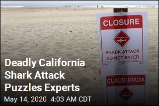 Deadly California Shark Attack Puzzles Experts