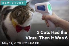 Asymptomatic Cats Spread Virus to Other Cats