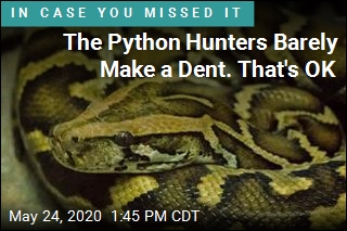 The Python Hunters Barely Make a Dent. That&#39;s OK