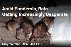 Amid Pandemic, Pity the Lowly Rat