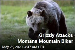 Bear Attacks Montana Mountain Biker