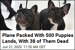 38 Puppies Don&#39;t Survive Flight Packed With 500 Dogs