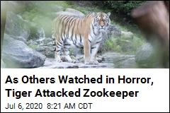 As Tiger Attacked Zookeeper, &#39;All Help Came Too Late&#39;