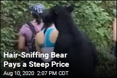 Hair-Sniffing Bear Pays a Steep Price