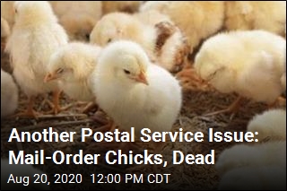 New Postal Service Issue: Dead Mail-Order Chicks