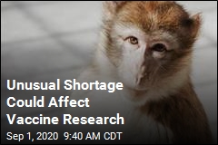 US Experts: We Need More Research Monkeys