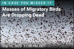 &#39;Maybe Millions&#39; of Birds Dying of Unknown Causes