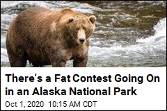 There&#39;s a Fat Contest Going On in an Alaska National Park