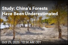 Study: China&#39;s Forests Suck Up More Carbon Than Thought