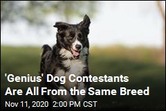 &#39;Genius&#39; Dog Contestants Are All From the Same Breed