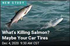 You Might Be Killing Salmon With Your Car Tires