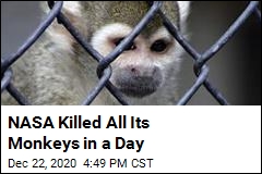 NASA Killed All Its Monkeys in a Day