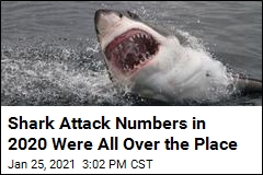 Shark Attack Numbers in 2020 Were All Over the Place