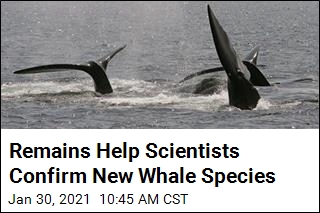 Remains Help Scientists Confirm New Whale Species
