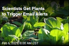 Plants Can Detect Nasty Things in Soil, &#39;Send&#39; an Email