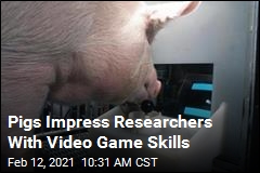 Scientists Teach Pigs to Play Video Games