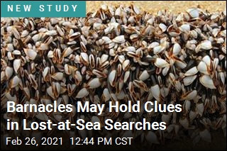 Barnacles May Hold Clues in Lost-at-Sea Searches