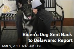 Biden&#39;s Dog Sent Back to Delaware: Report