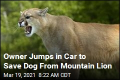 Owner&#39;s Quick Move Saves Dog From Mountain Lion