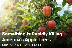 We Don&#39;t Know Why America&#39;s Apple Trees Are Rapidly Dying