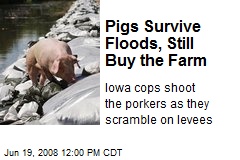 Pigs Survive Floods, Still Buy the Farm