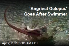 Swimmer Battered by &#39;Angriest Octopus&#39;