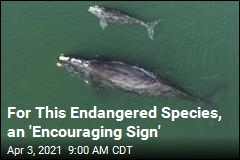 For This Endangered Species, an &#39;Encouraging Sign&#39;
