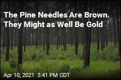 The Pine Needles Are Brown. They Might as Well Be Gold