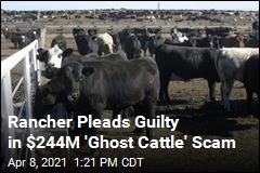 Rancher Scammed Tyson With 266K Fake Cows