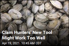 New Tool for Clam Hunters Might Be Too Effective