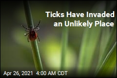Think You&#39;re Safe From Ticks at the Beach? Think Again