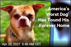America&#39;s &#39;Worst Dog&#39; Has Found His Forever Home