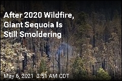 Giant Sequoia Is Still Smoldering From 2020 Fire
