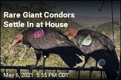 Rare Giant Condors Make a Mess at House