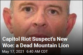 Capitol Riot Suspect Now in Hot Water Over Dead Mountain Lion