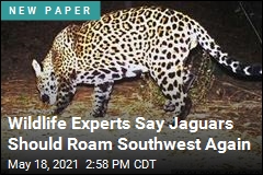 Scientists Issue a Plea: Bring Back the Jaguar