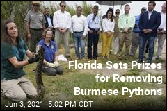 Florida Sets Prizes for Removing Burmese pythons