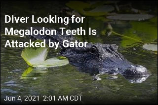 Diver Looking for Shark Teeth Is Bitten by Gator