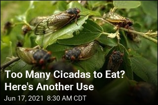 Too Many Cicadas to Eat? Here&#39;s Another Use