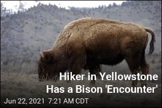 Hiker Suffers &#39;Significant&#39; Injuries From Yellowstone Bison