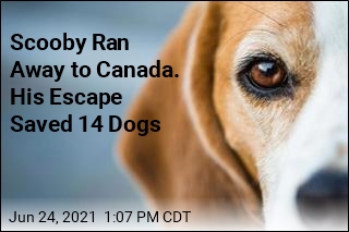 14 Beagles Rescued After One Runs Away to Canada