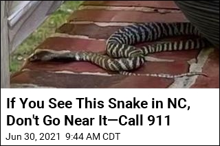 Snake That Can Spit Poison 9 Feet Is on the Loose