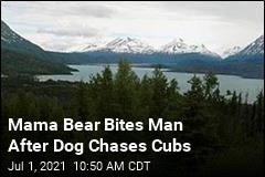 Mama Bear Bites Man After Dog Chases Cubs