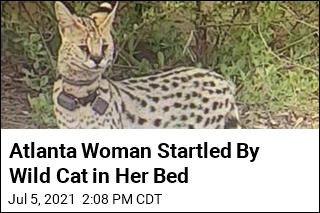 Atlanta Woman Startled By Wild Cat in Her Bed