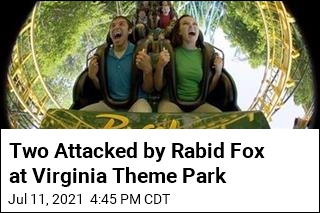 Two Attacked By Rabid Fox at Virginia Theme Park