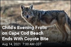 Coyote Bites Child on Cape Cod Beach