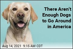 America&#39;s Unexpected Shortage: Dogs