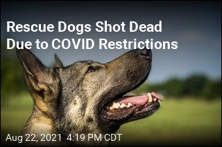 Rescue Dogs Shot Dead Due To COVID Restrictions