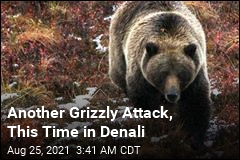 Another Grizzly Attack, This Time in Denali